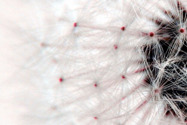 Close up of dandelion gone to seed