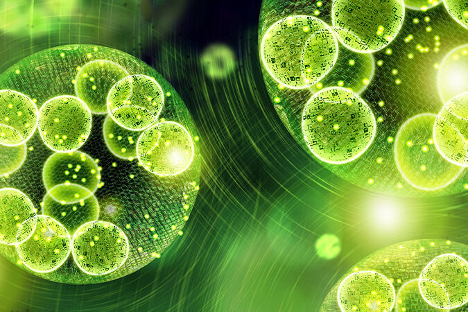 Enalgae large