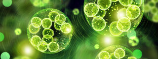 Enalgae large