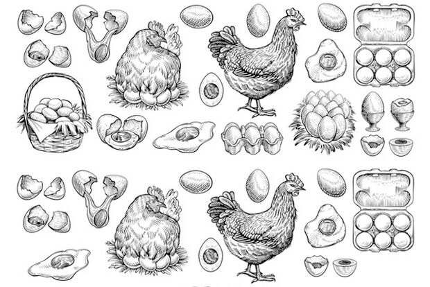 Line illustration of chickens and eggs in various states