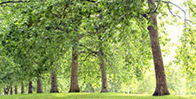 Environment and Sustainability
