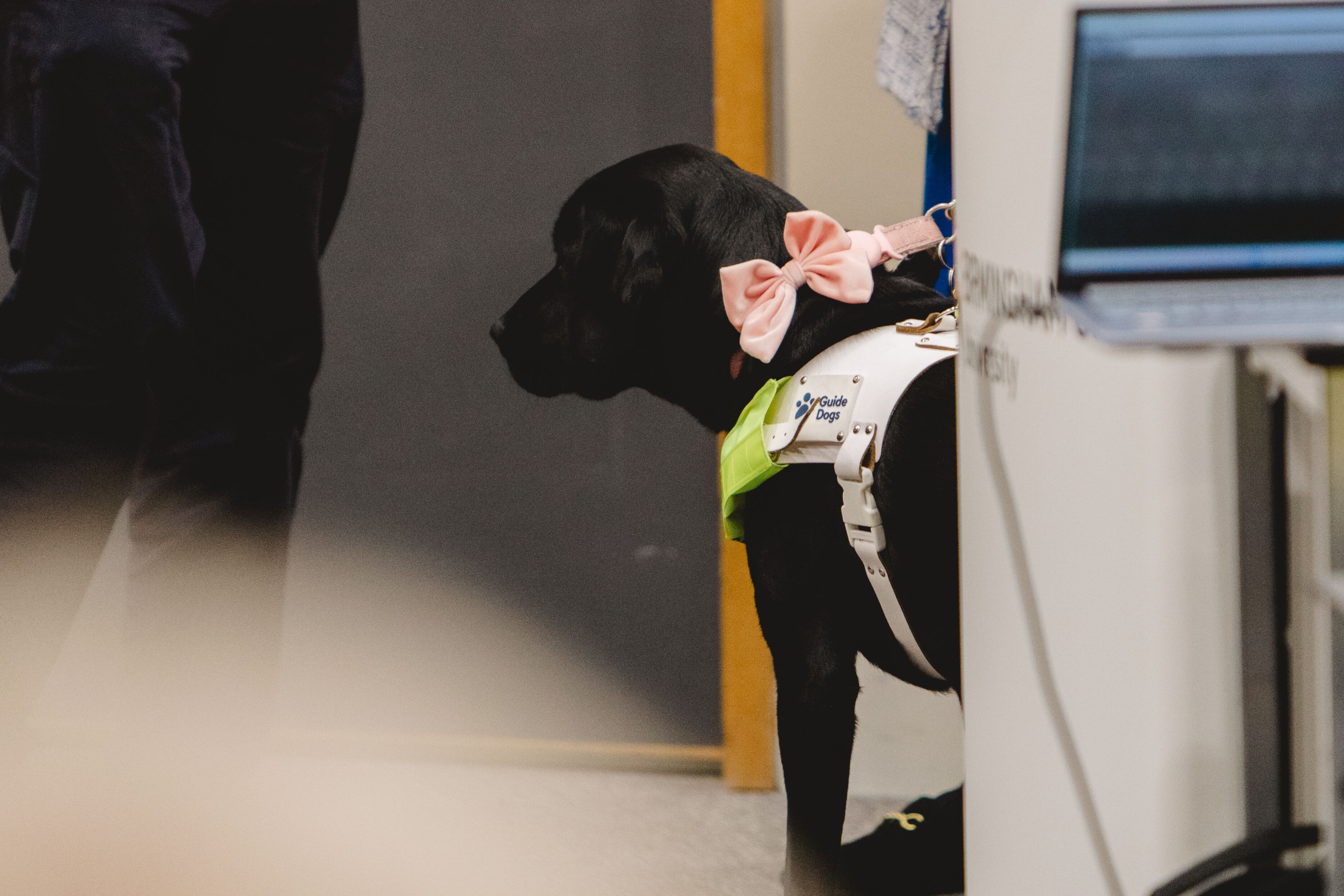 A black guide dog wears a pink bow