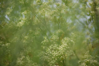 Blurry image of plants