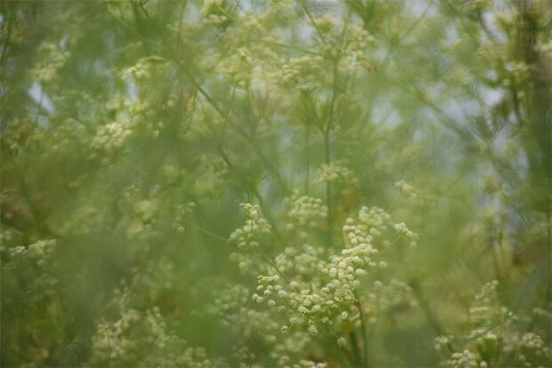 Blurry photo of foliage