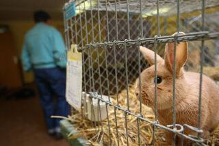 Animal Testing Rabbit