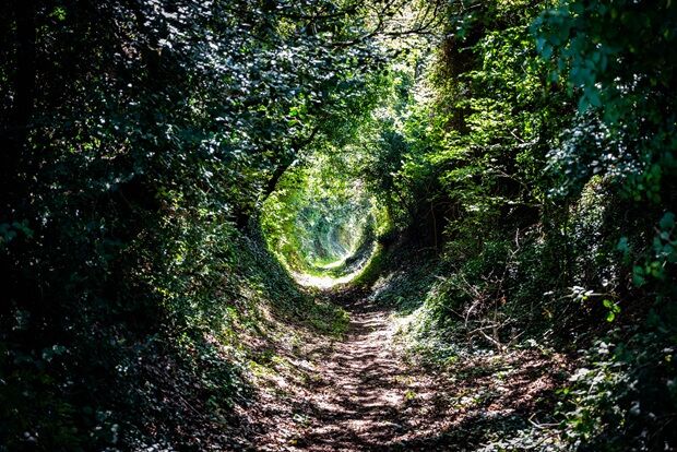  Into The Woods by Stephen Sondheim