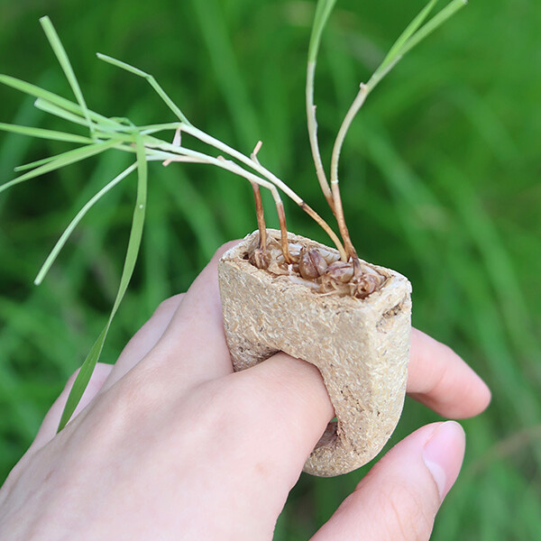 Jewellery and Objects student work -- ring with plant growing