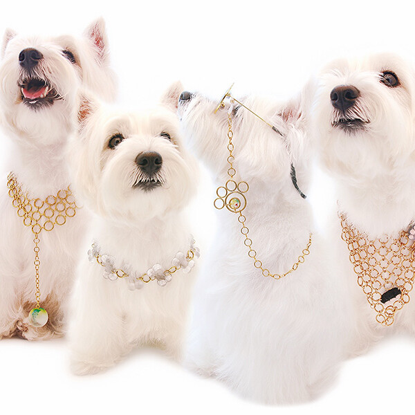 4 dogs wearing gold pieces of student made jewellery