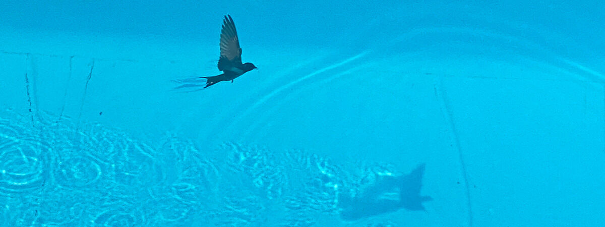 Bird in blue water