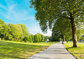 A park filled with trees in the middle of summer