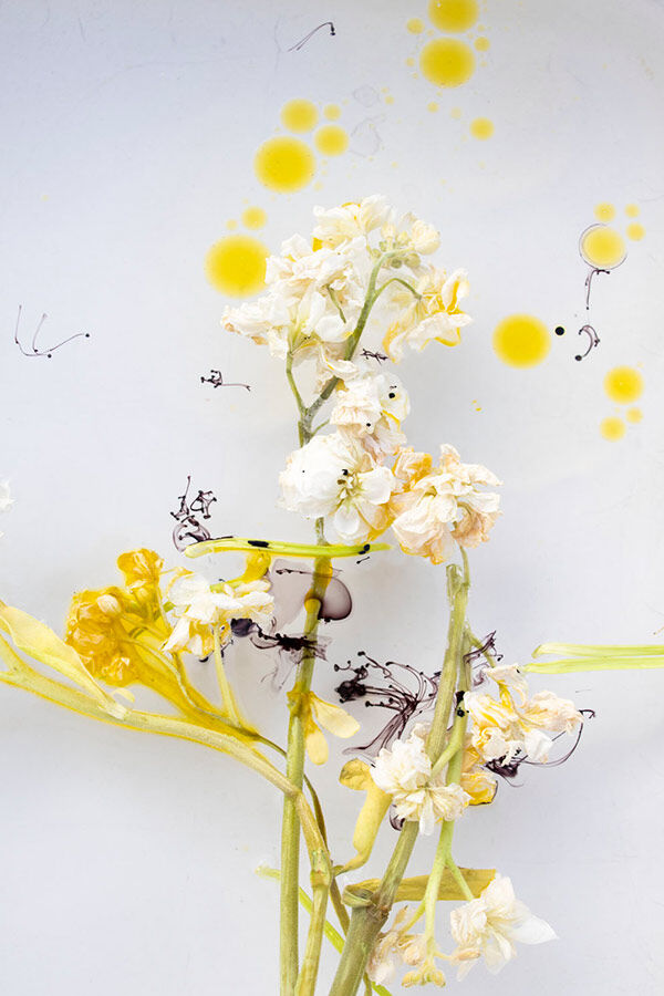 Photography piece of yellow and white flowers on a white background